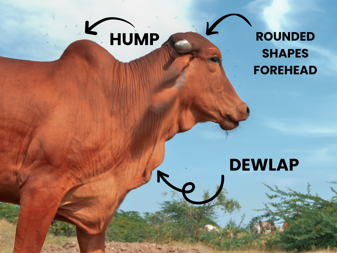 What is Desi Cow & How to identify
